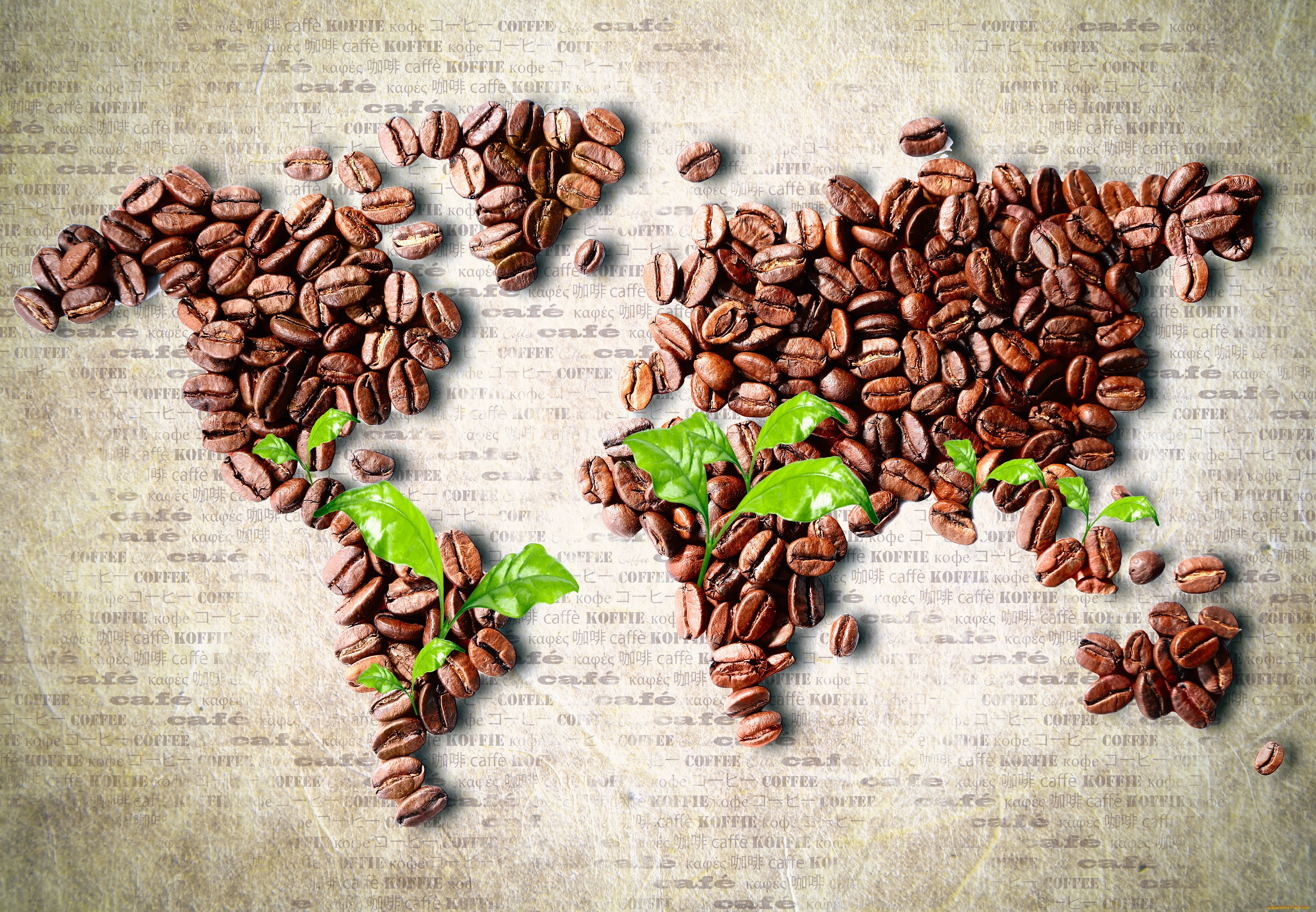 вкус кофе зависит от региона произрастания зерен