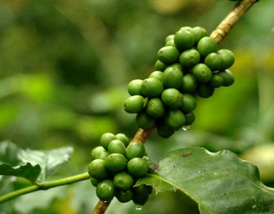 Зеленый кофе - натуральный необжаренный кофе